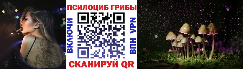 Галлюциногенные грибы Psilocybe  Ачхой-Мартан 